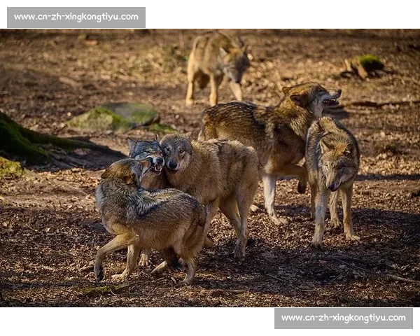 群狼逆袭多伦多：VCT CN 赛区的崛起之路